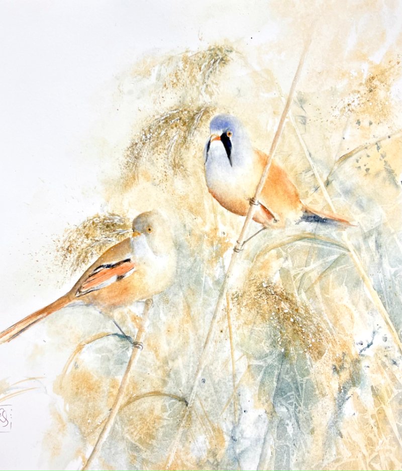 Watercolour painting of a pair of bearded tits in amongst the reeds