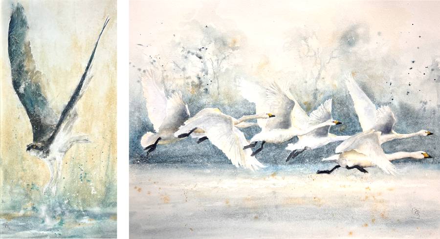 Two watercolour paintings in a row showing an osprey rising from the water and a flock of wild swans skimming a lake respectively