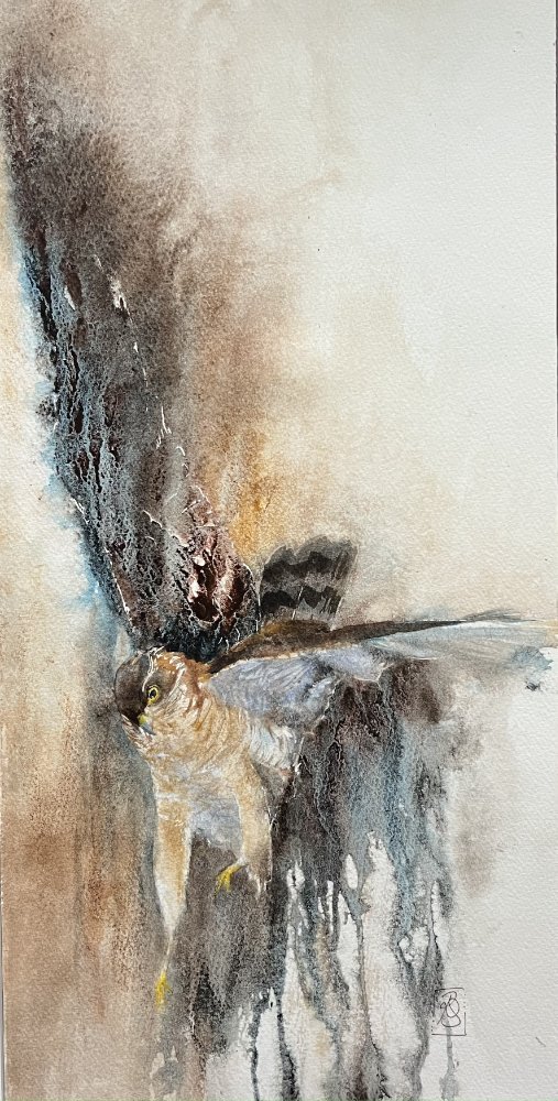 watercolour semi-abstract painting of sparrowhawk in flight with one wing raised above