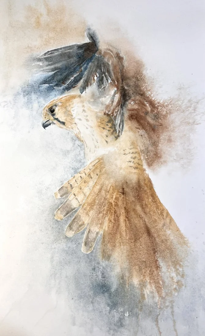 semi-abstract watercolour of a kestrel poised in flight with wings gathered around it