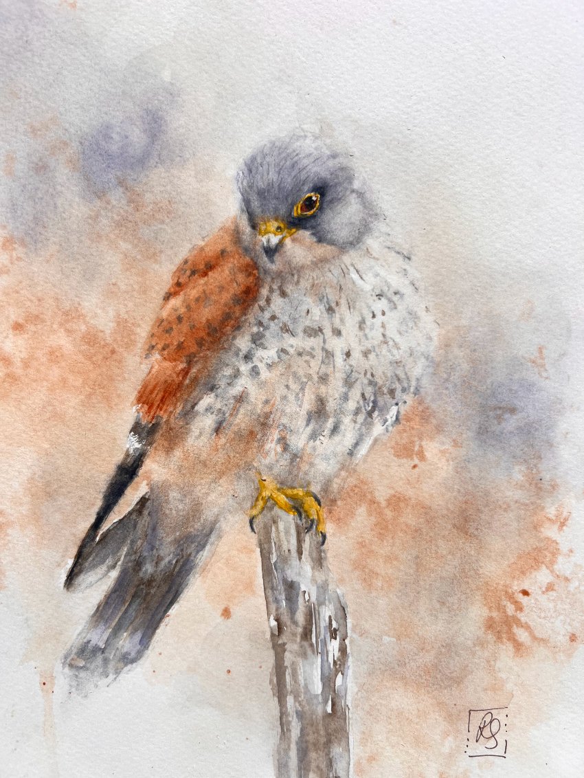 Kestrel27_close-up1.jpg