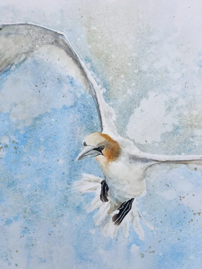 Northern Gannet - Watercolour Painting