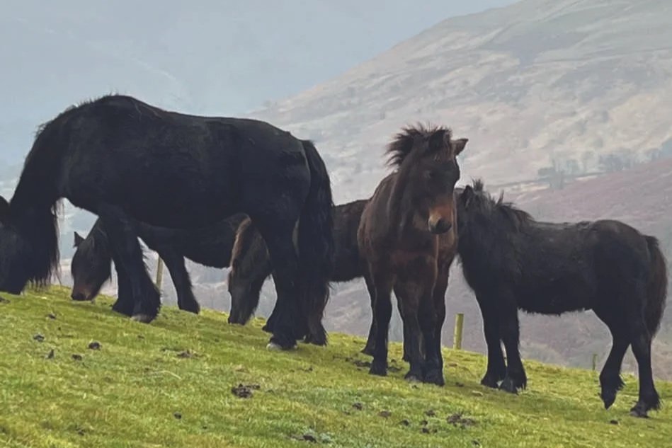 FellPonies_herd_photo.jpg