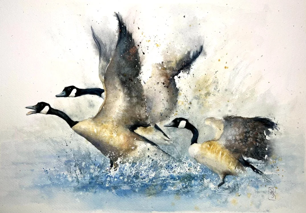 Watercolour painting of canada geese in a flurry of movement splashing out of the water