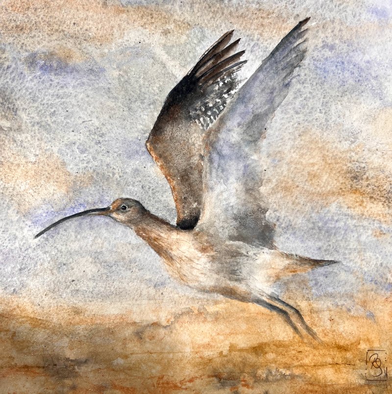 Curlew_2026_detail.jpg