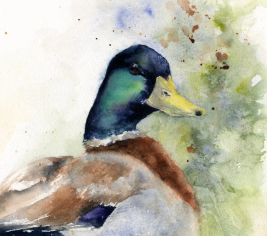 Mallard25_head.jpg
