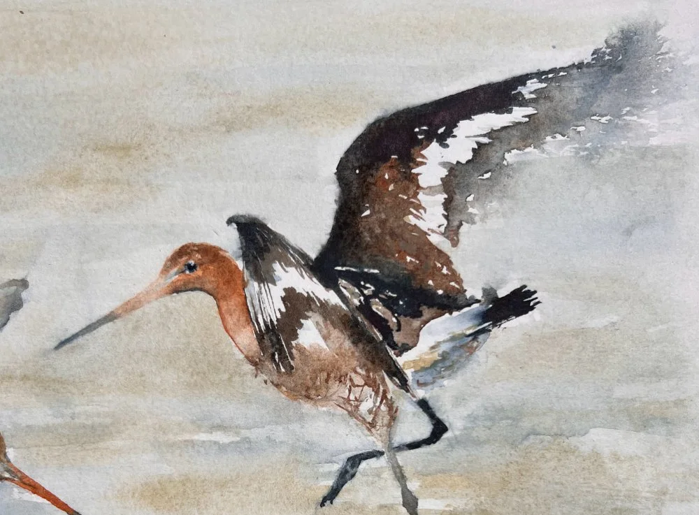 BTGodwit_single1_26.jpg