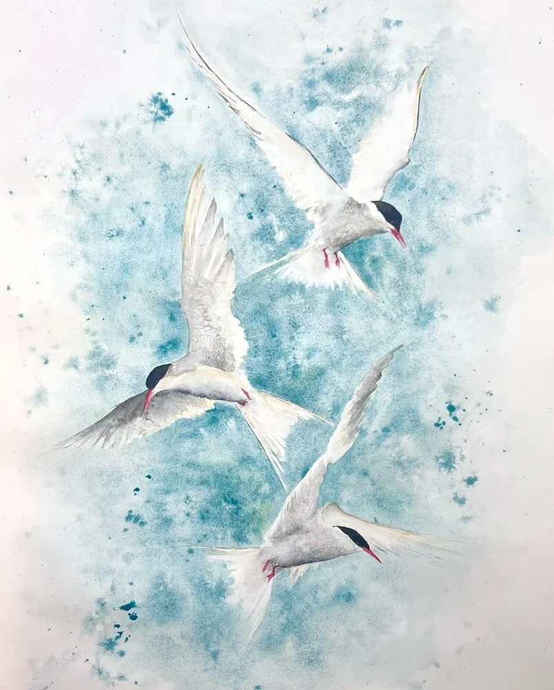 Terns_2026.jpg