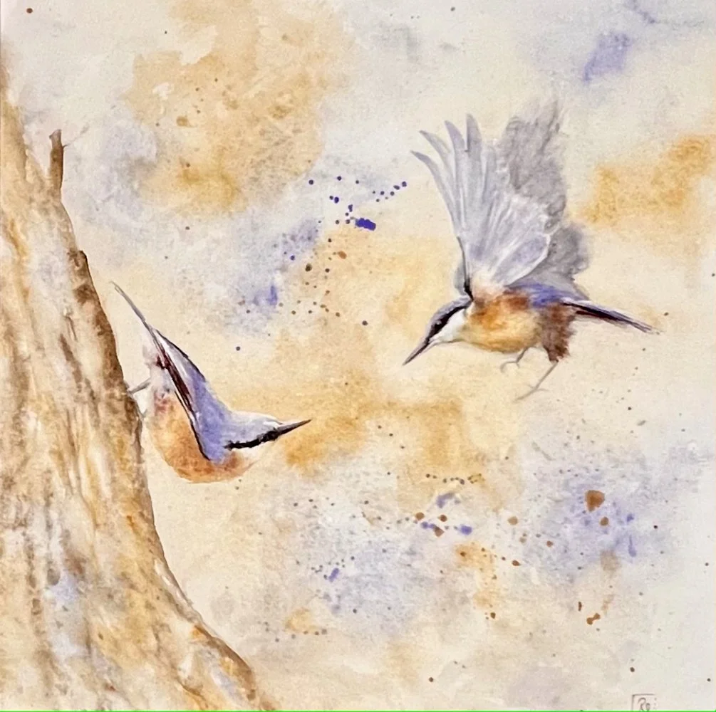 Watercolour painting of two nuthatches - one walking down a tree, the other fluttering in front