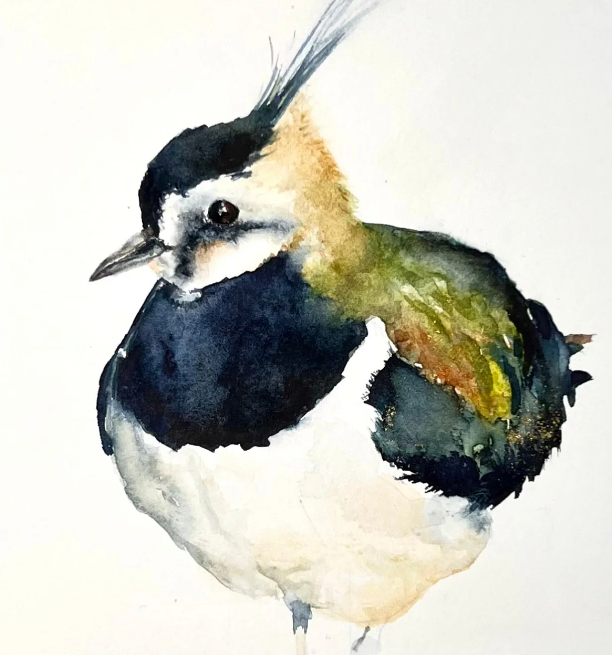 Lapwing_Abide_Close-up.jpg