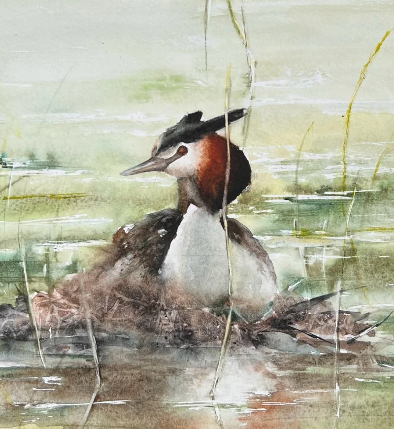 GCGrebe_Extract_Web.jpg