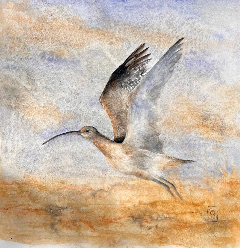 Curlew_2026_whole.jpg