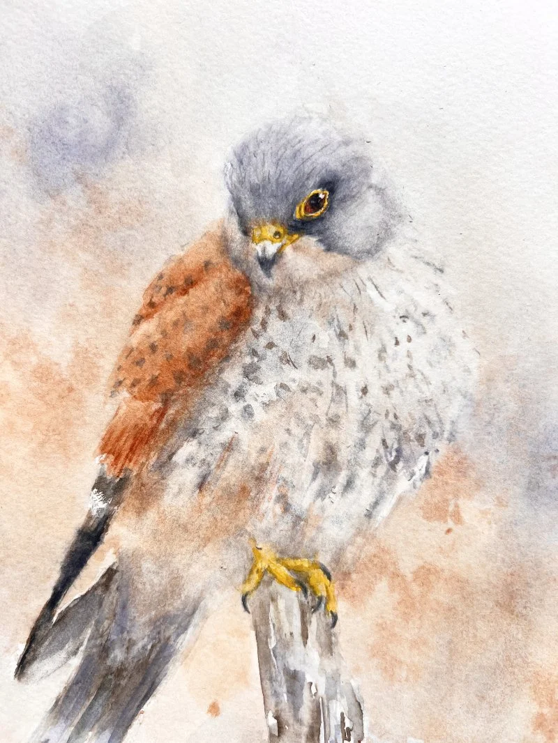 Kestrel27_close-up2.jpg
