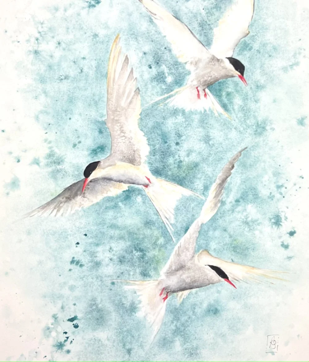Arctic Terns - ‘Skimming the Wind'