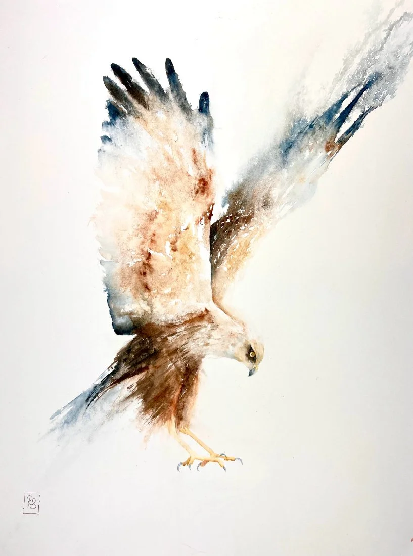 Dramatic painting of a marsh harrier descending to the ground, Watercolour.