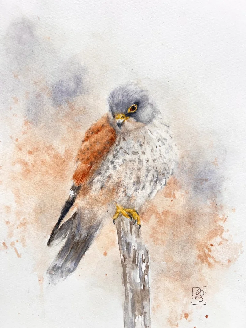 Kestrel27_whole2.jpg
