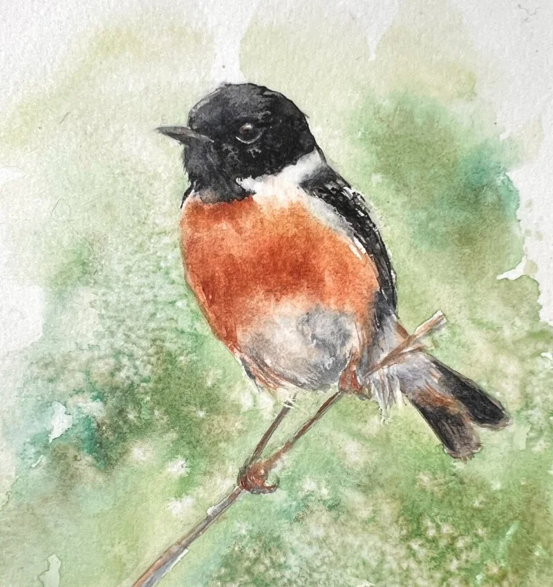 Stonechat_detail.jpg