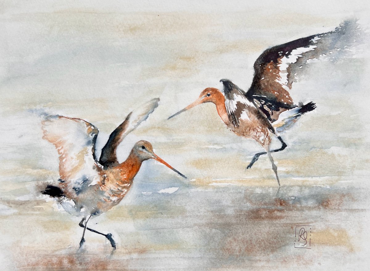 Black Tailed Godwits Watercolour Painting