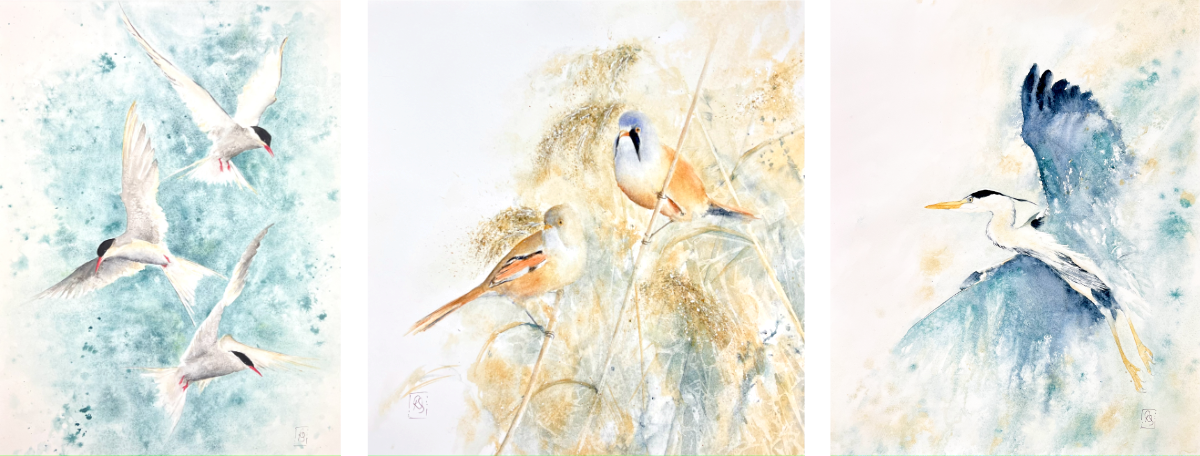 Three watercolour paintings in a row showing arctic terns, bearded tits and the grey heron respectively