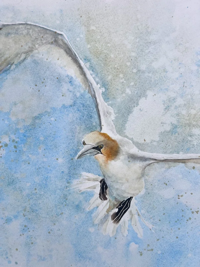Gannet26_closeup.jpg