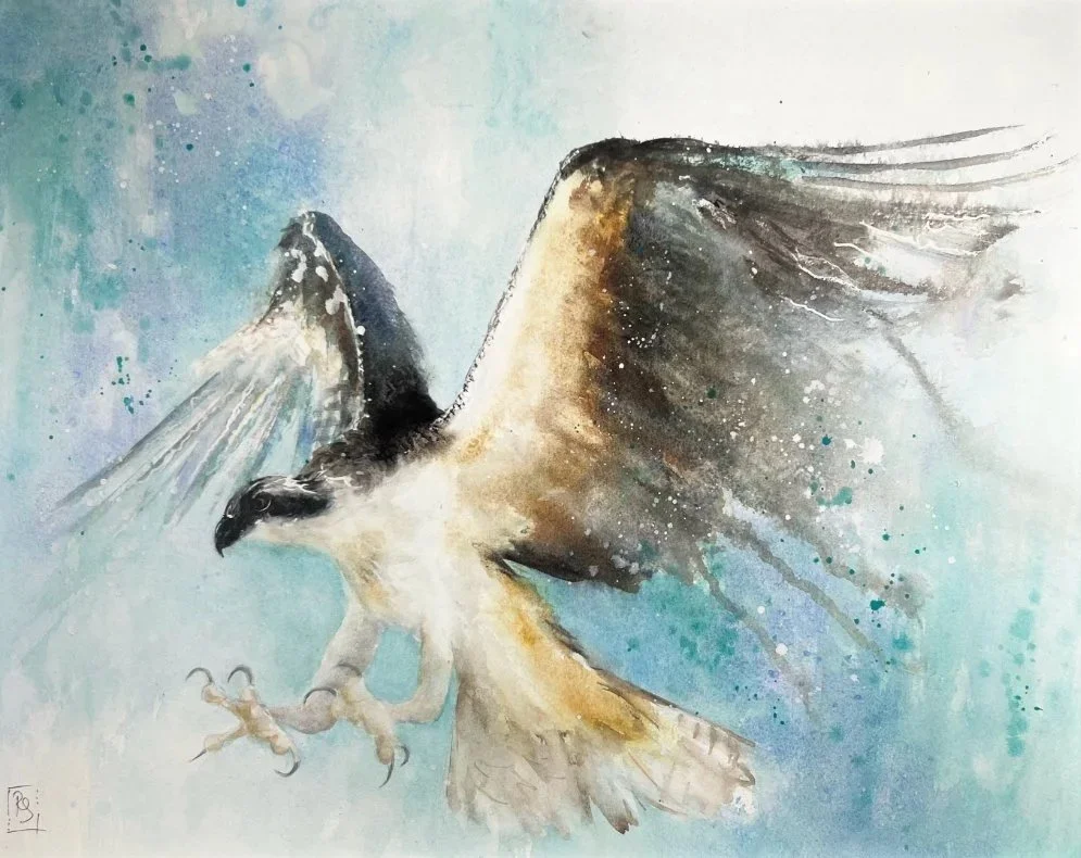 Watercolour painting in cobalt blue, ochre and deep browns, of an osprey descending, talons outstretched and wings spreadg