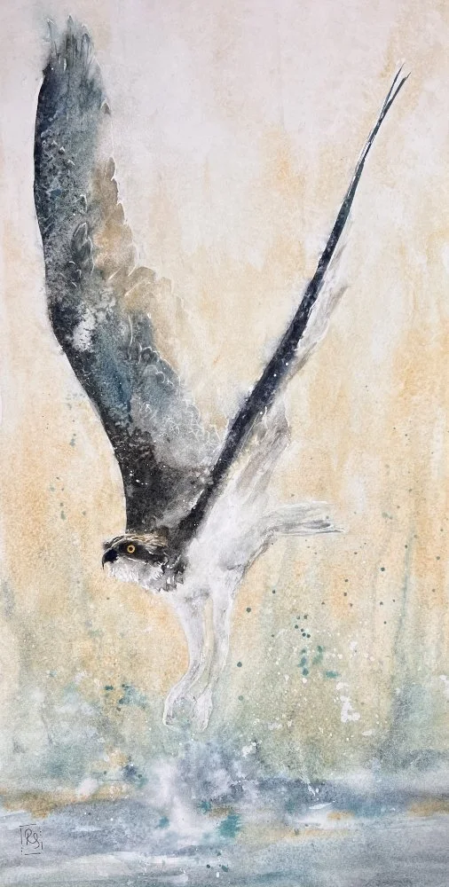 Watercolour painting of an osprey rising vertically from the water