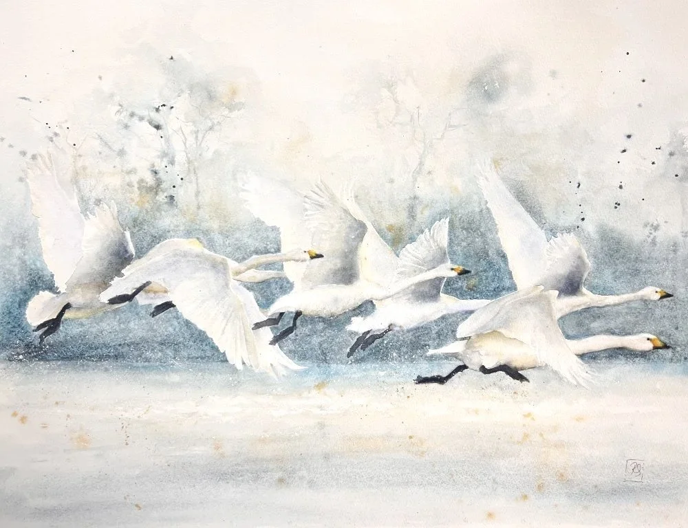 Large watercolour painting of wild swans flying low over the water with a woodland in the background