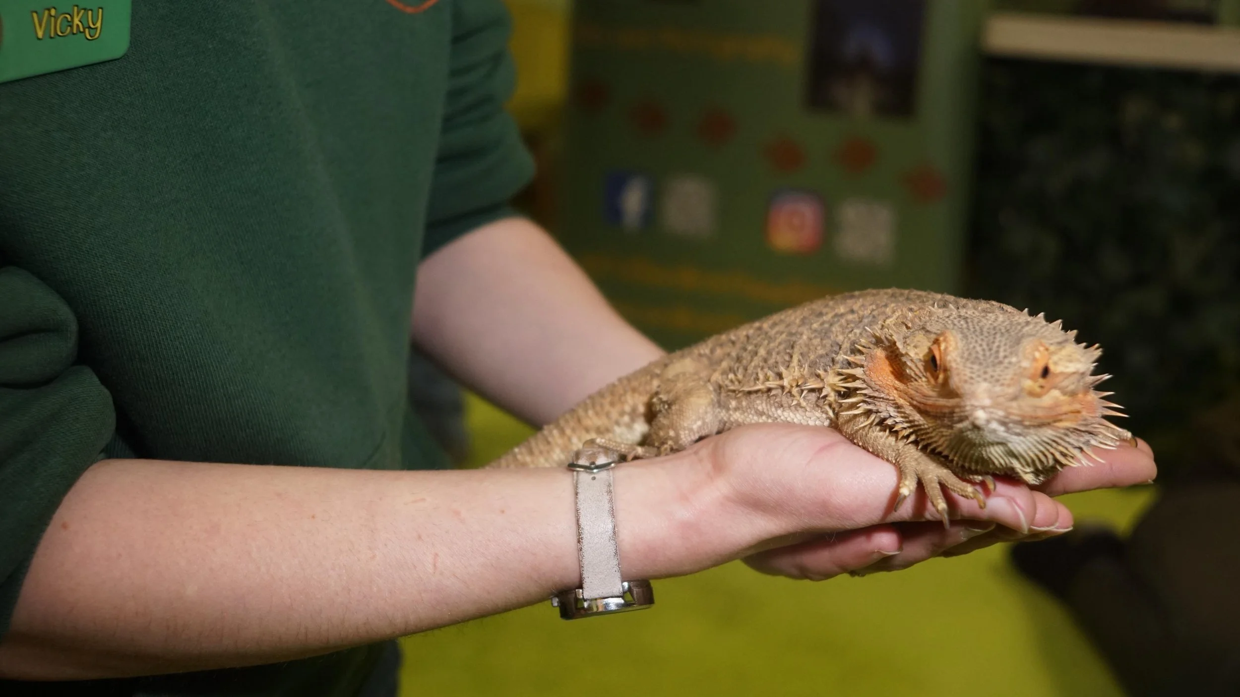 Person holding a bearded dragon lizard with a green background and indistinct objects.