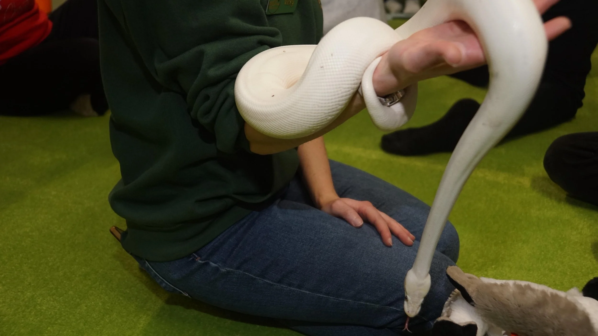 Person kneeling on a green carpeted floor holding a large white snake.