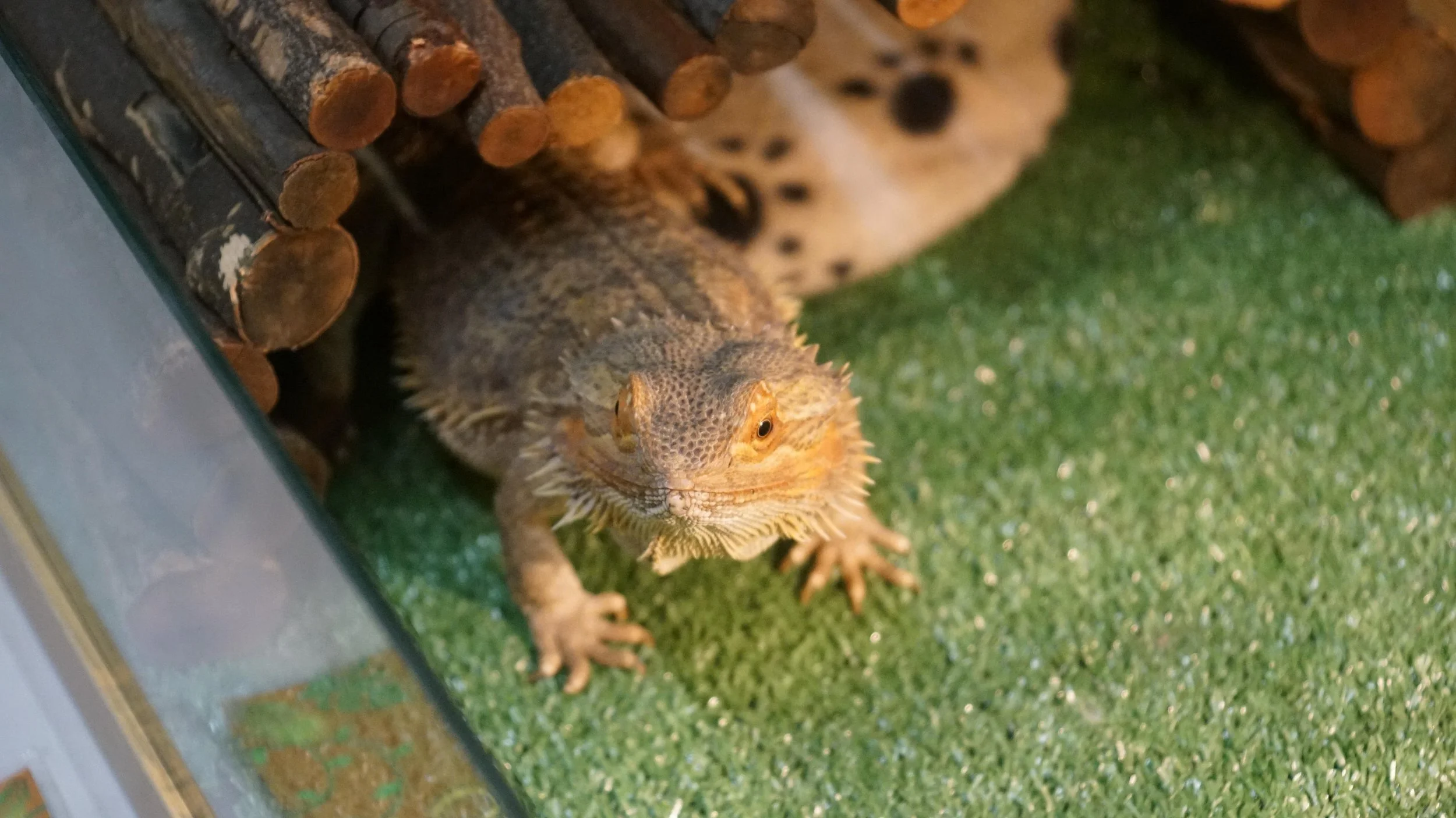 A bearded dragon lizard with spiky scales, tan and brown coloring, and a broad head standing on green artificial grass inside a terrarium. There are logs stacked at the back of the terrarium.
