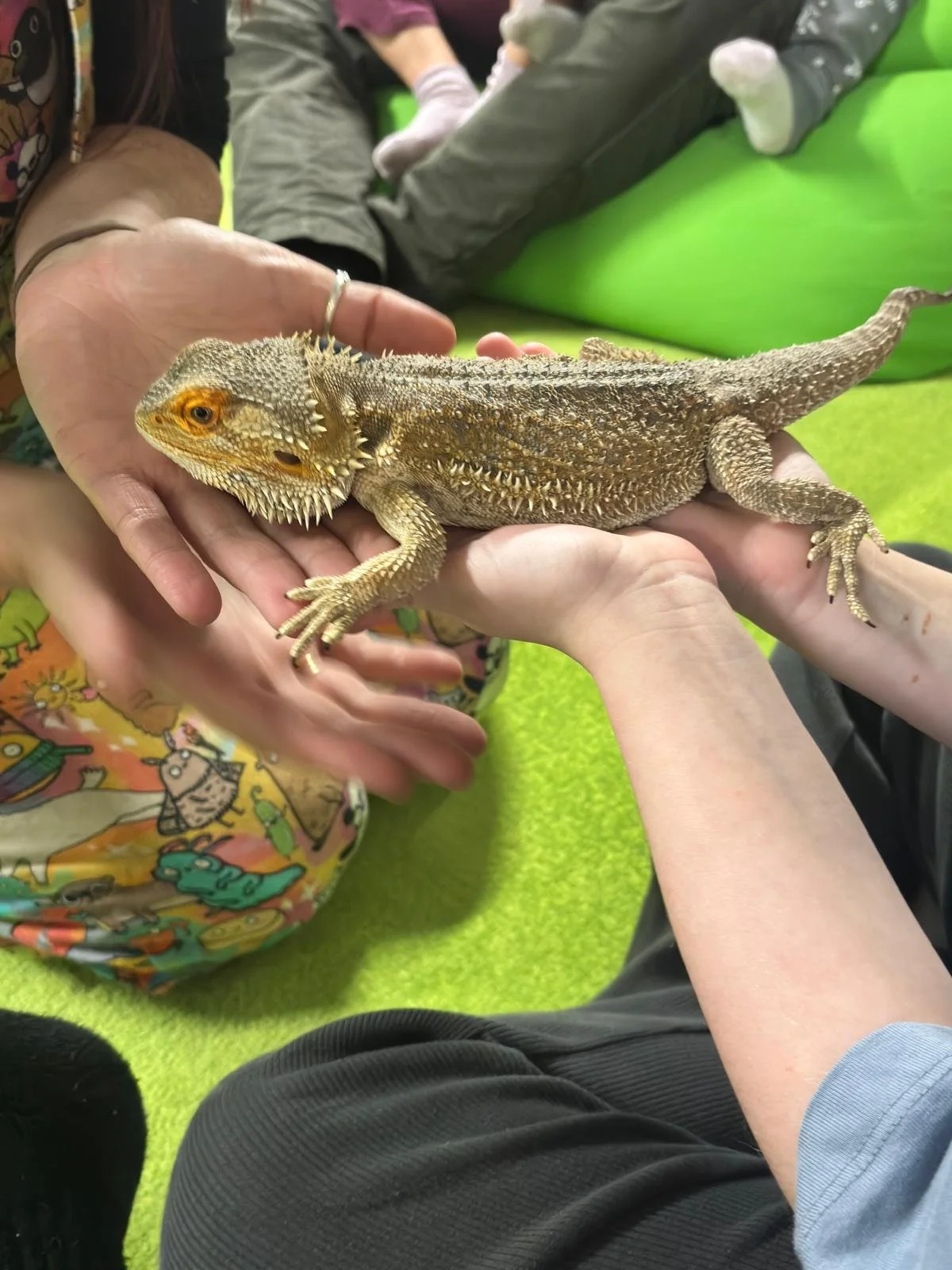 A person holding a bearded dragon lizard on their hand, with other people and a green chair in the background.