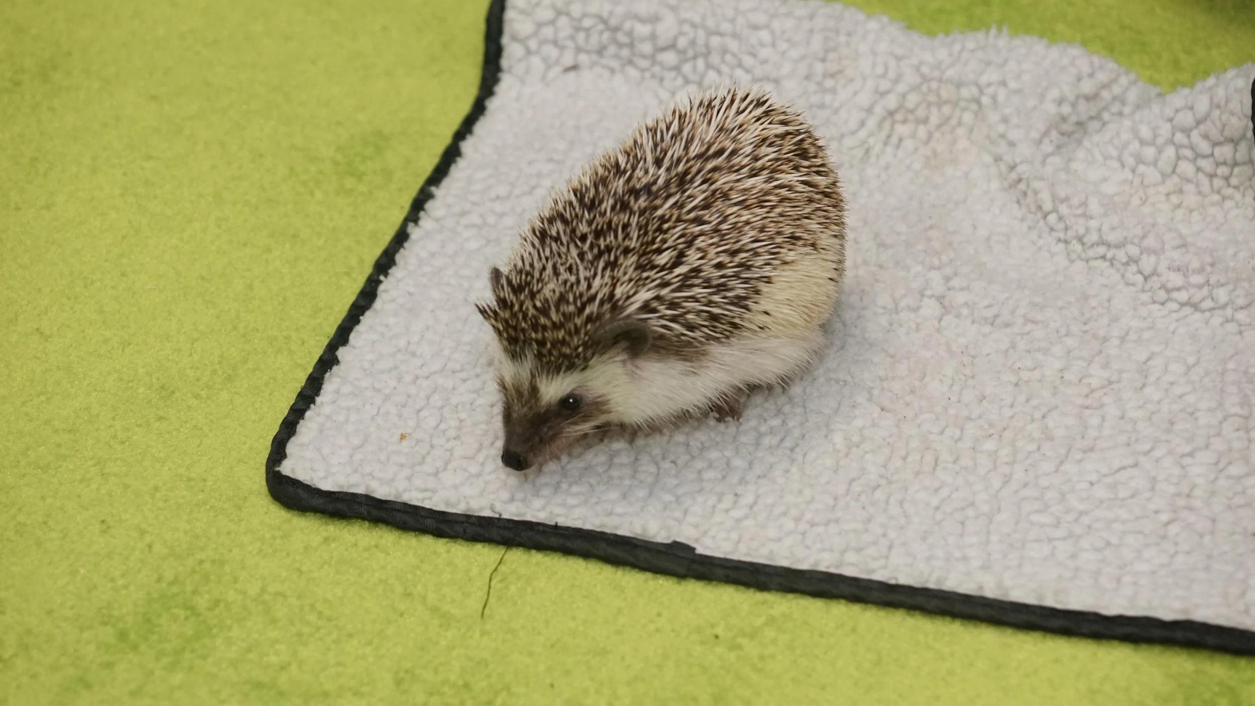A hedgehog walking on a white textured blanket placed on a green surface.