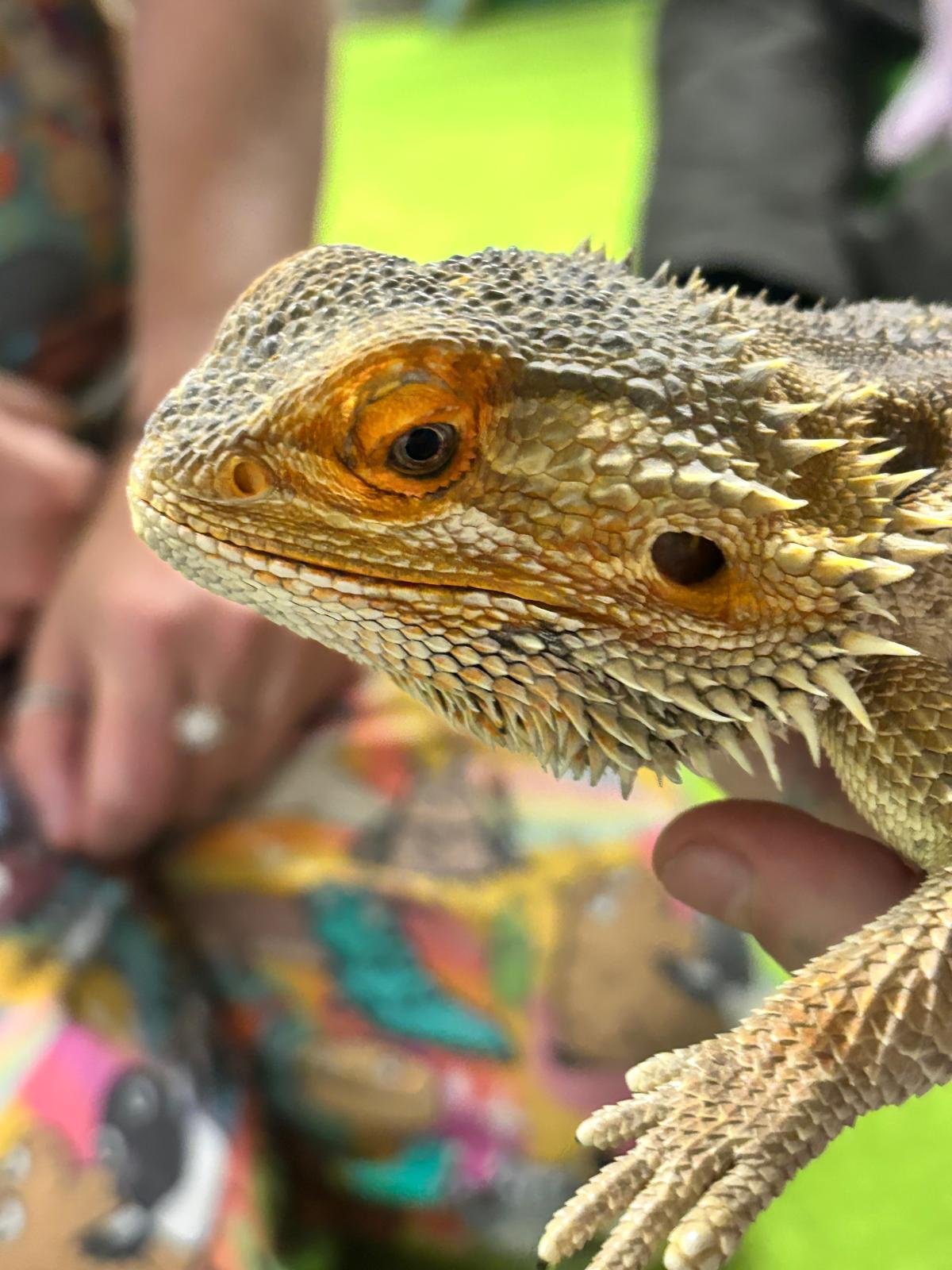 Close-up of a bearded dragon lizard with textured skin, sharp spikes, and orange and brown coloring, held by a person.