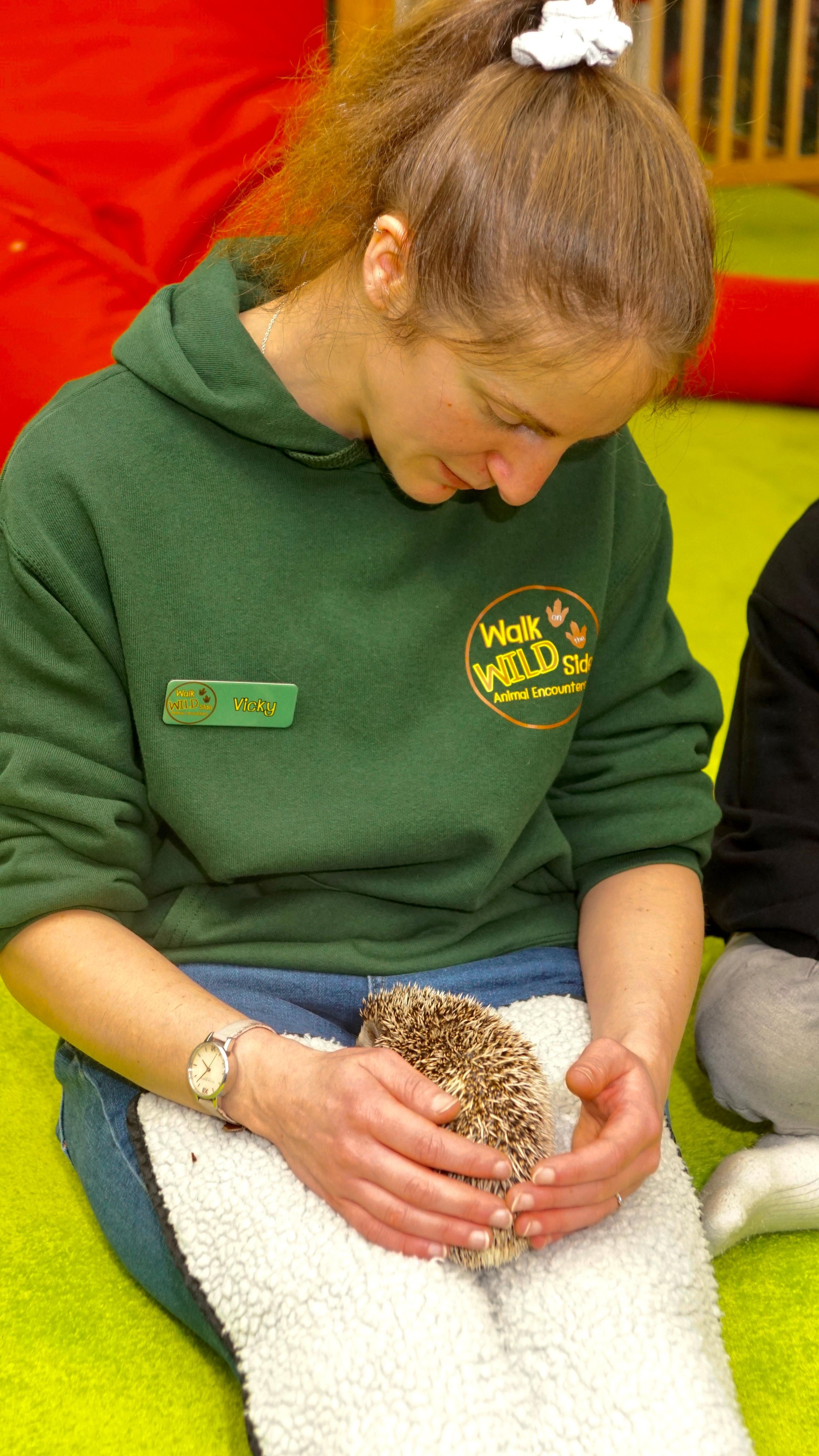 A woman with a green hoodie and a name tag that reads 'Vicky' is sitting on a bright green floor, gently holding a small hedgehog on her lap, which is resting on a white cloth. The woman is looking down at the hedgehog, and she appears to be at an an