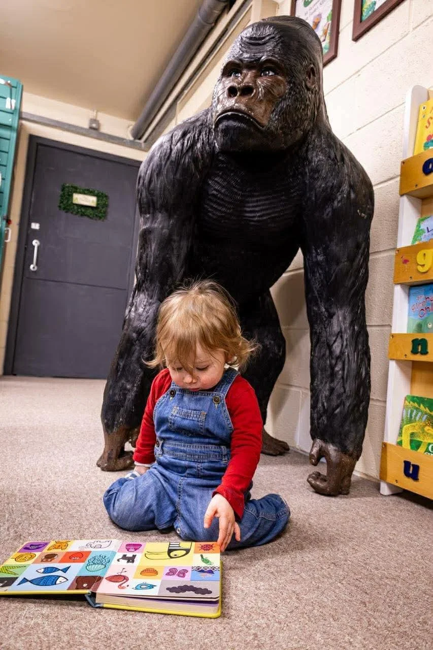 A young child sitting on the carpeted floor, reading a colorful picture book, with a large gorilla statue standing behind them in a room with beige walls and children's books.