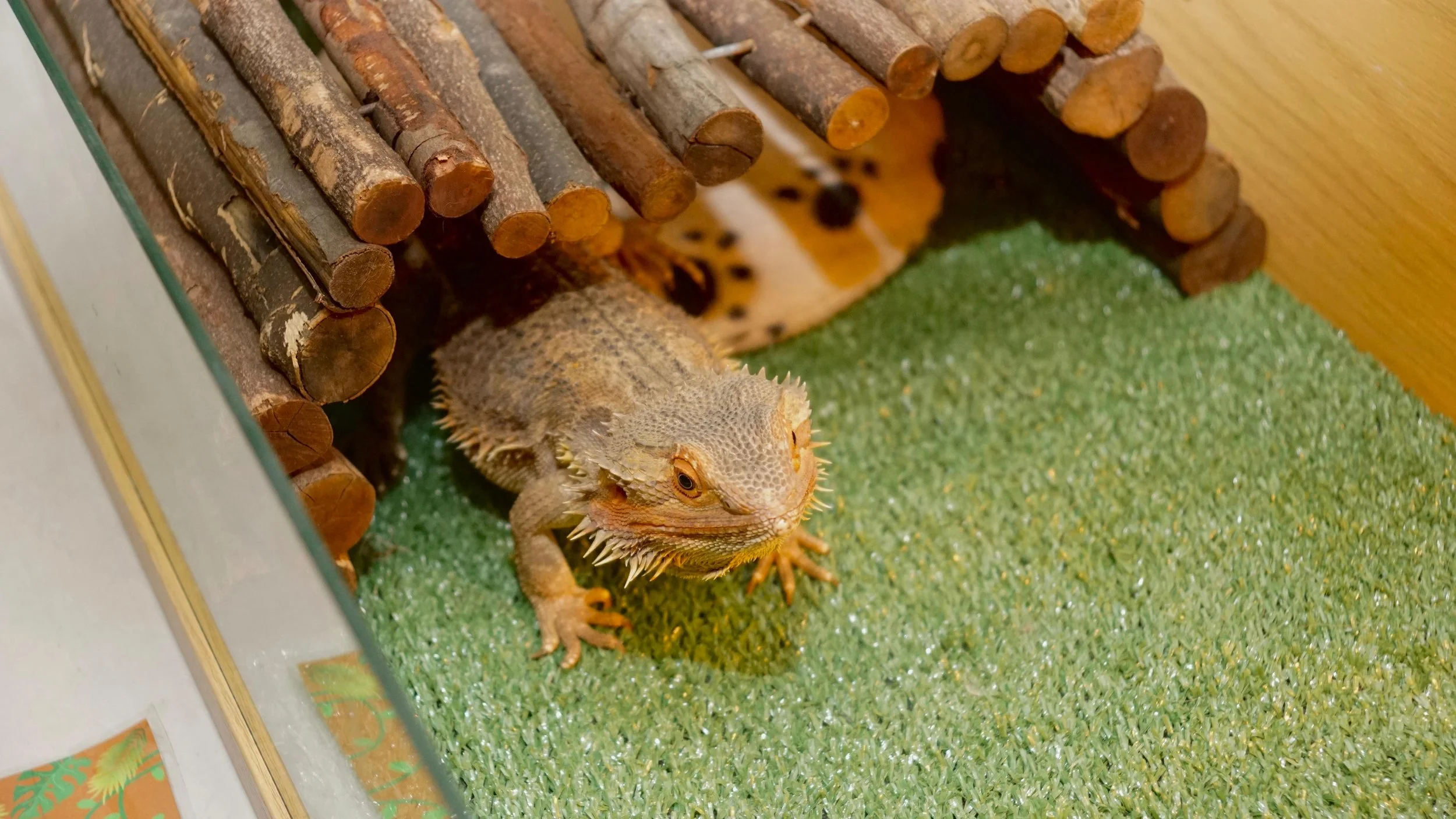 A bearded dragon inside a wooden and glass enclosure with green artificial grass.