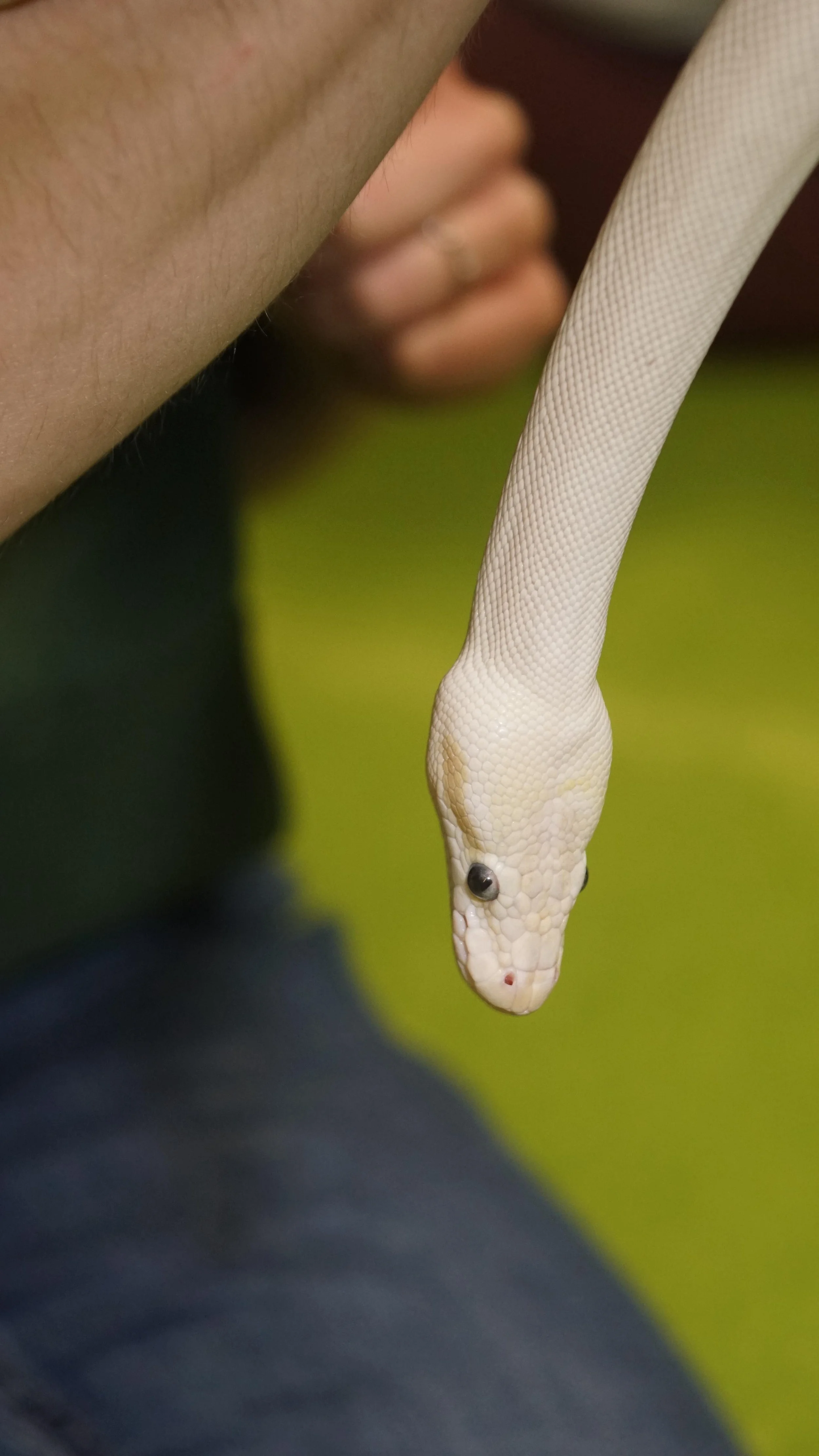 Close-up of a white snake hanging from a person's hand, with a blurred green background.