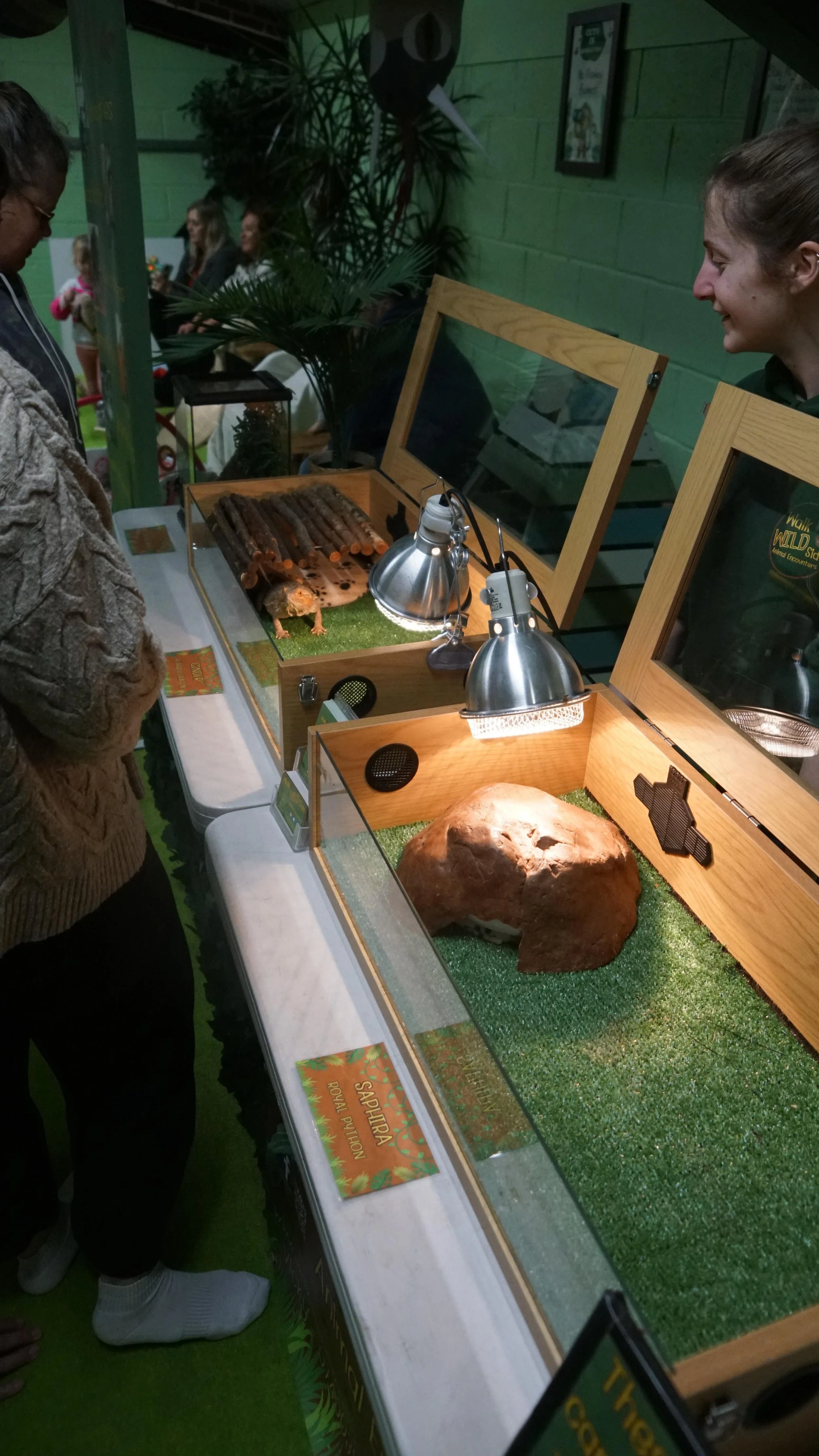 A woman at a wildlife exhibit looks at a terrarium containing a lizard, labeled as a Sahara desert lizard, with a rocky terrain inside.