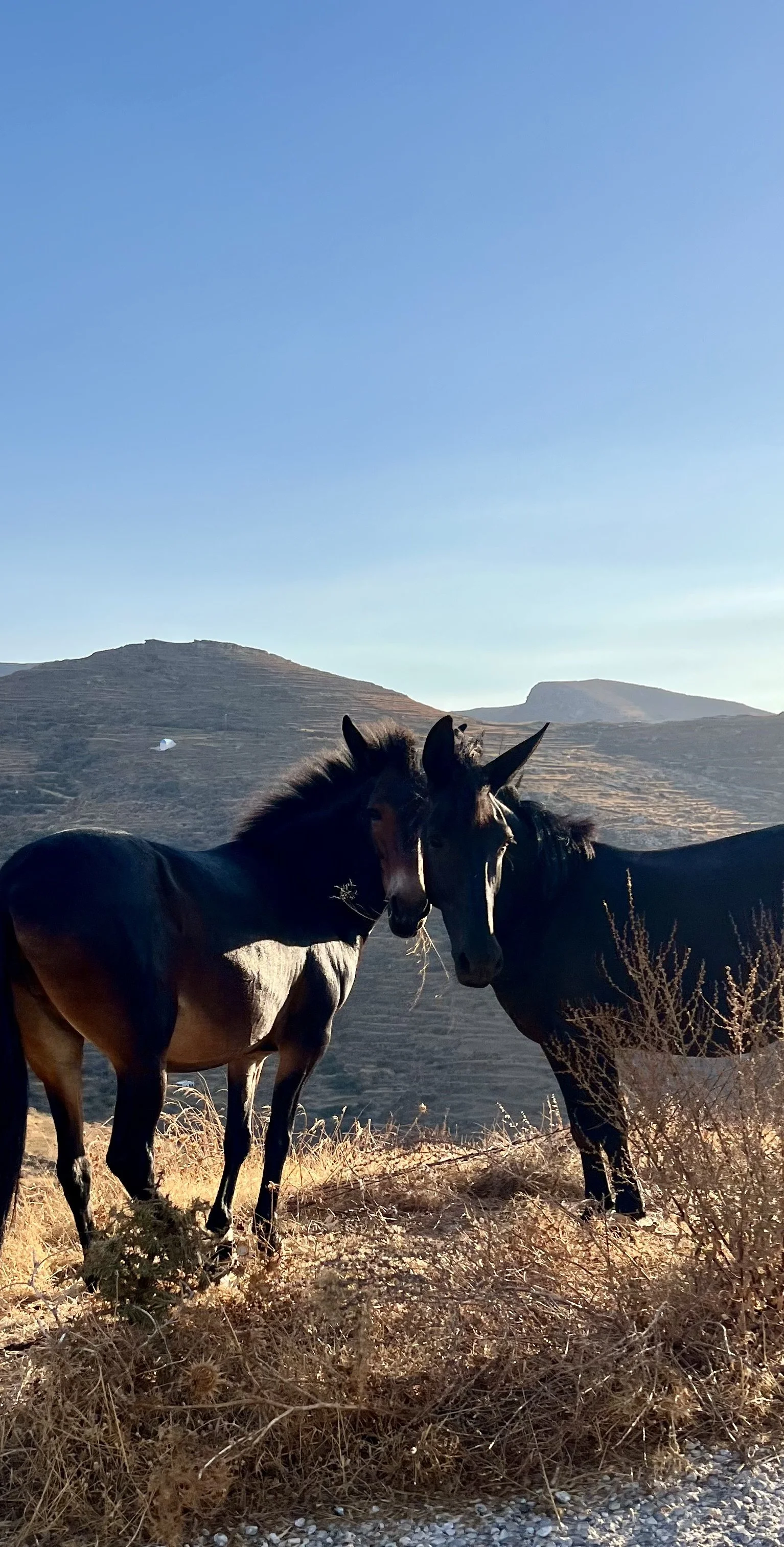 Two horses stand close together in a dry, grassy landscape with hills in the background and a clear blue sky above.