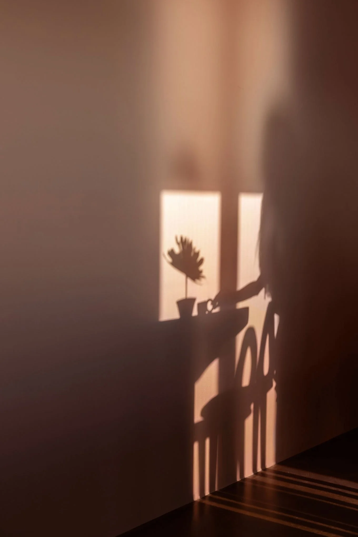 Shadow of a potted plant and a person with a bicycle are cast on a wall by sunlight coming through a window.