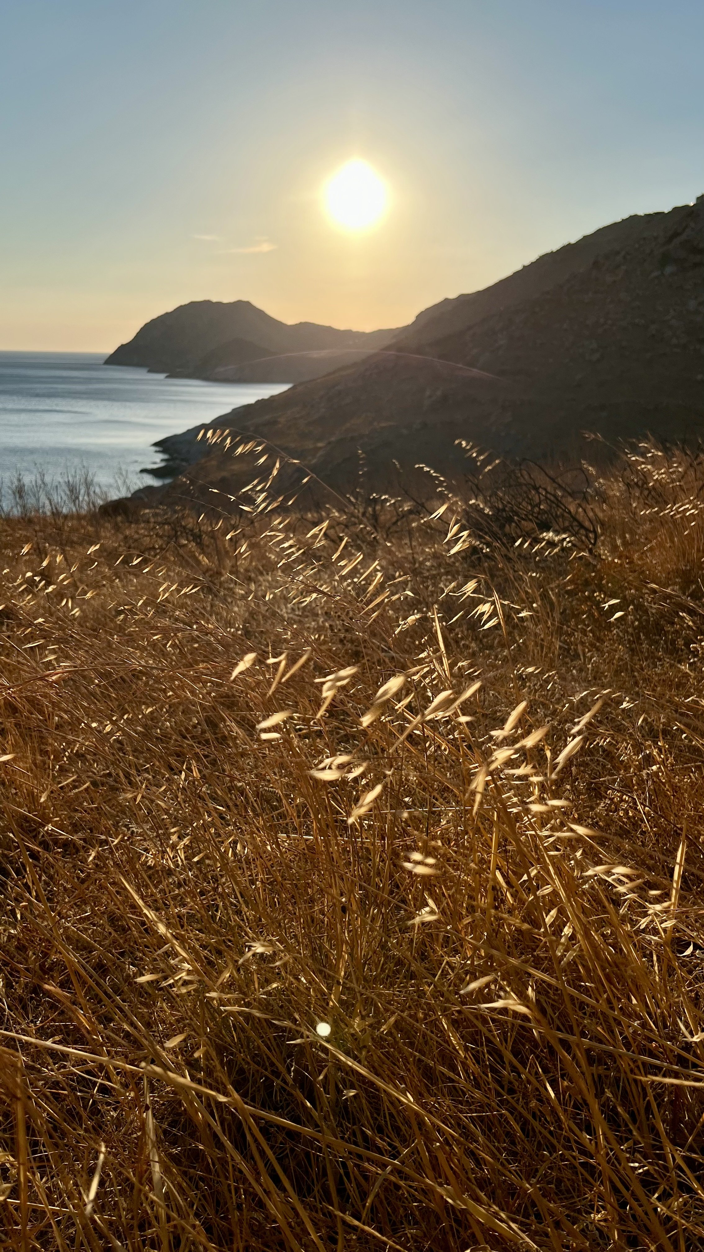 Golden field of tall grass with hills and water in the background under a setting sun.