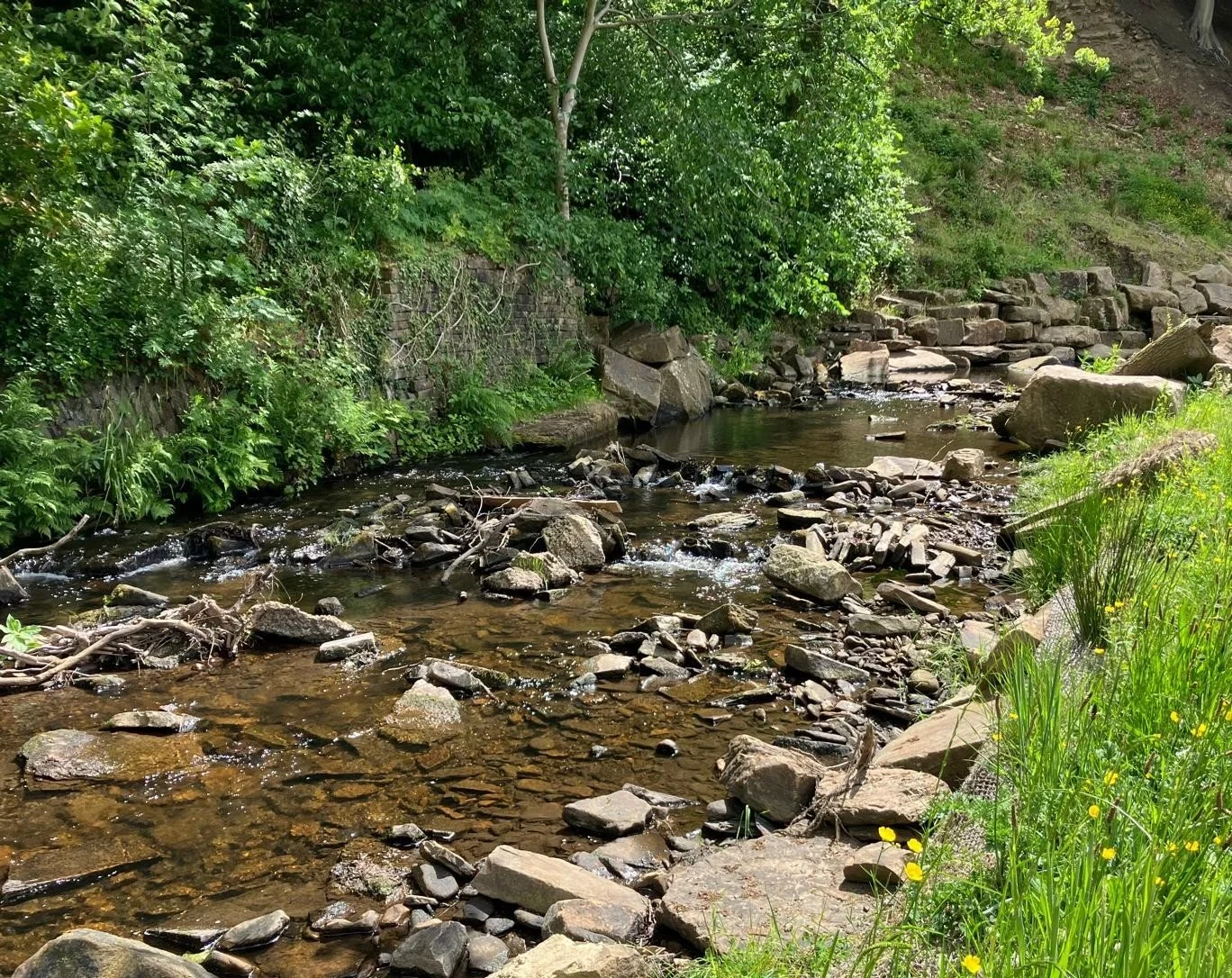 Black Brook - weir removal