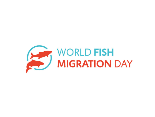 Healthy, free-flowing rivers for World Fish Migration Day