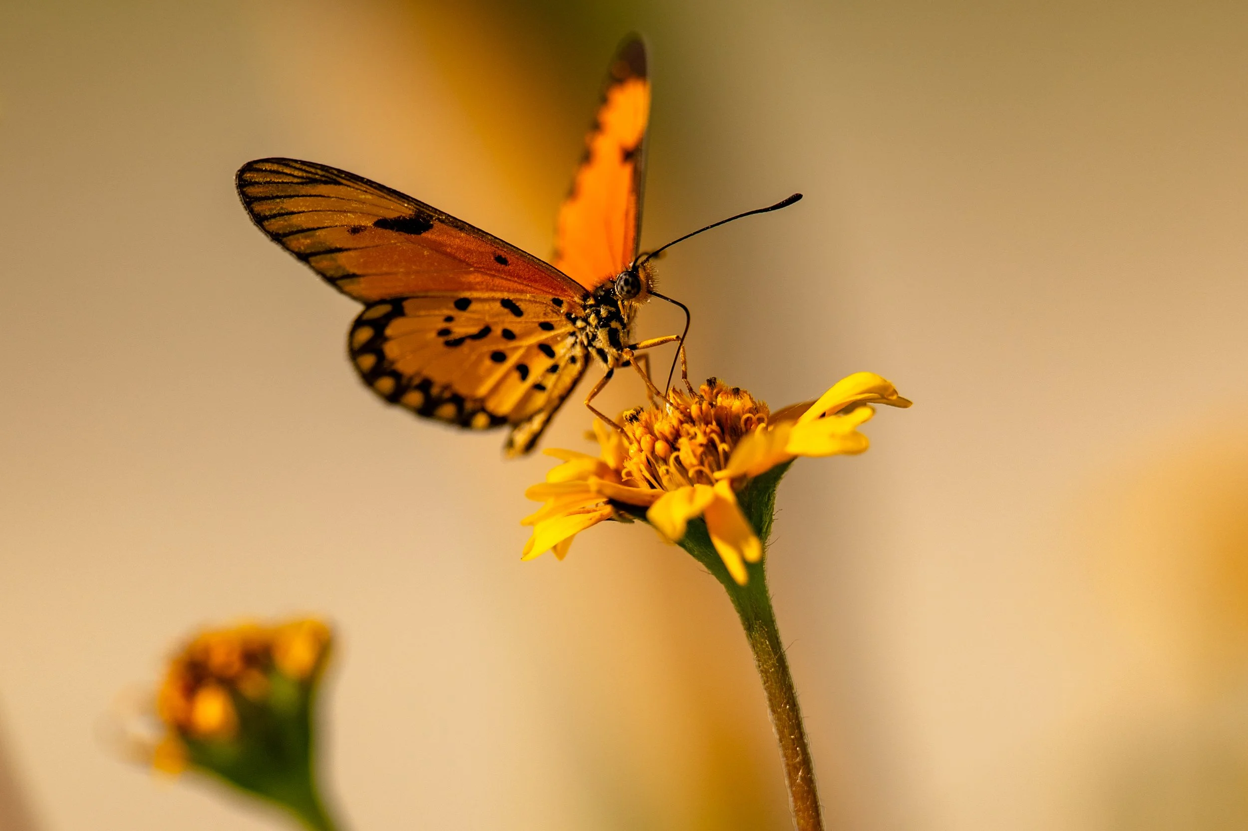 Butterfly and Nature at Johari Beach Resort