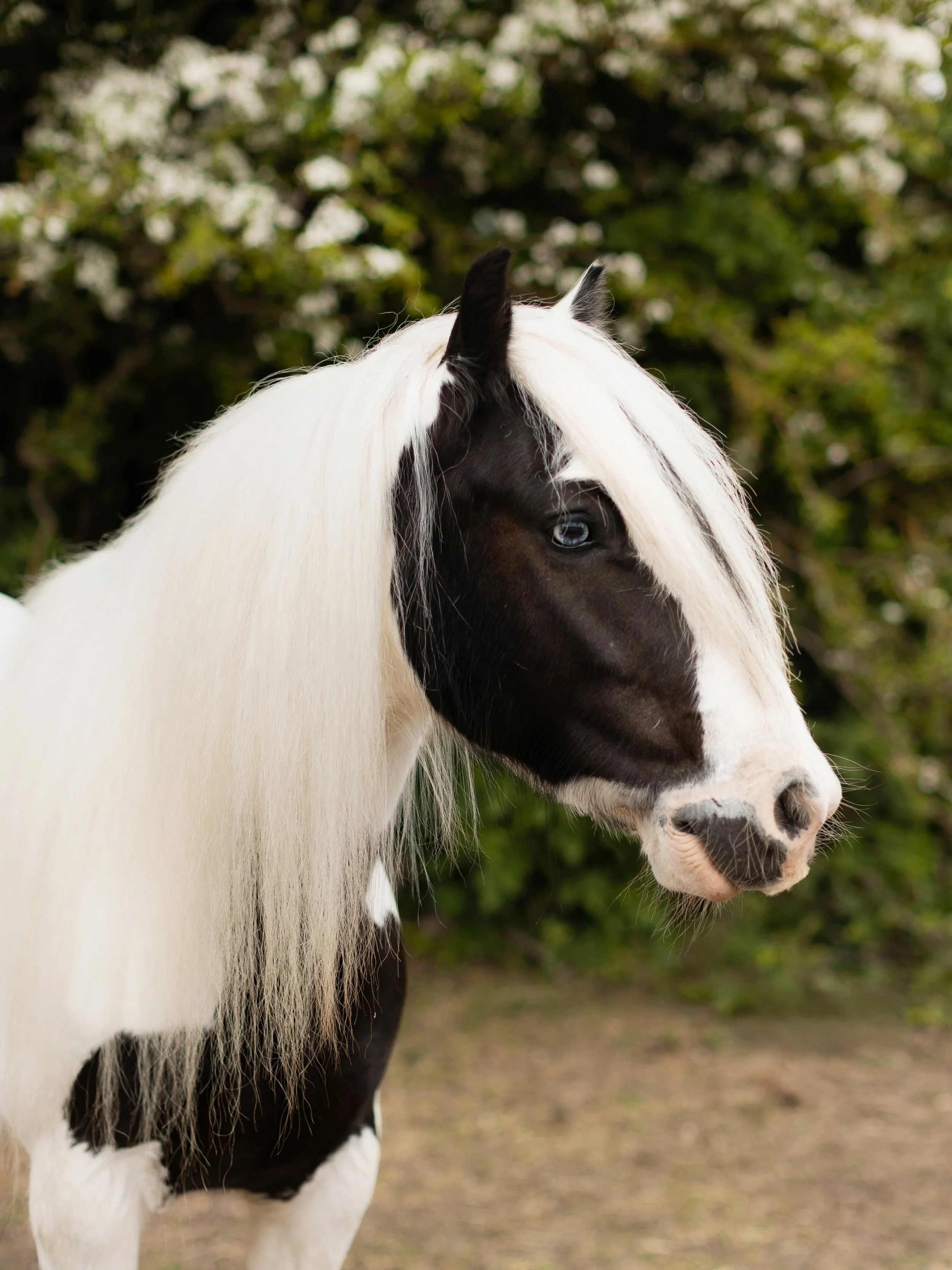 Individual portrait of a piebald horse photographed outdoors in Essex.