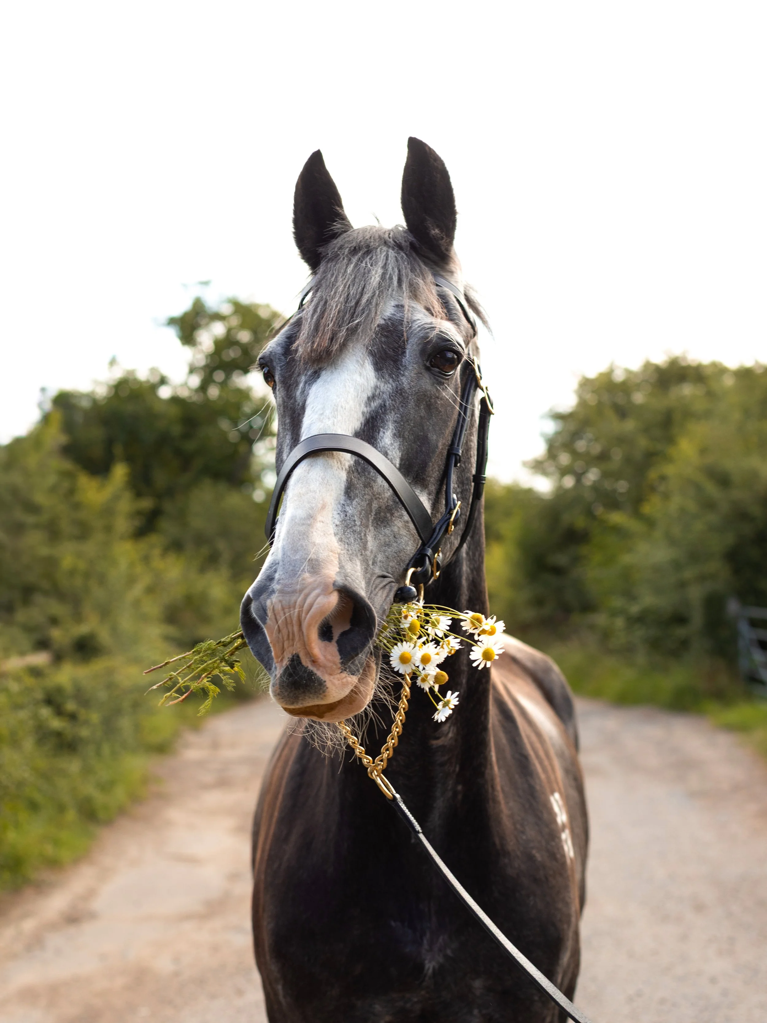 Grey horse holding flowers during an outdoor equine photography session in Essex.