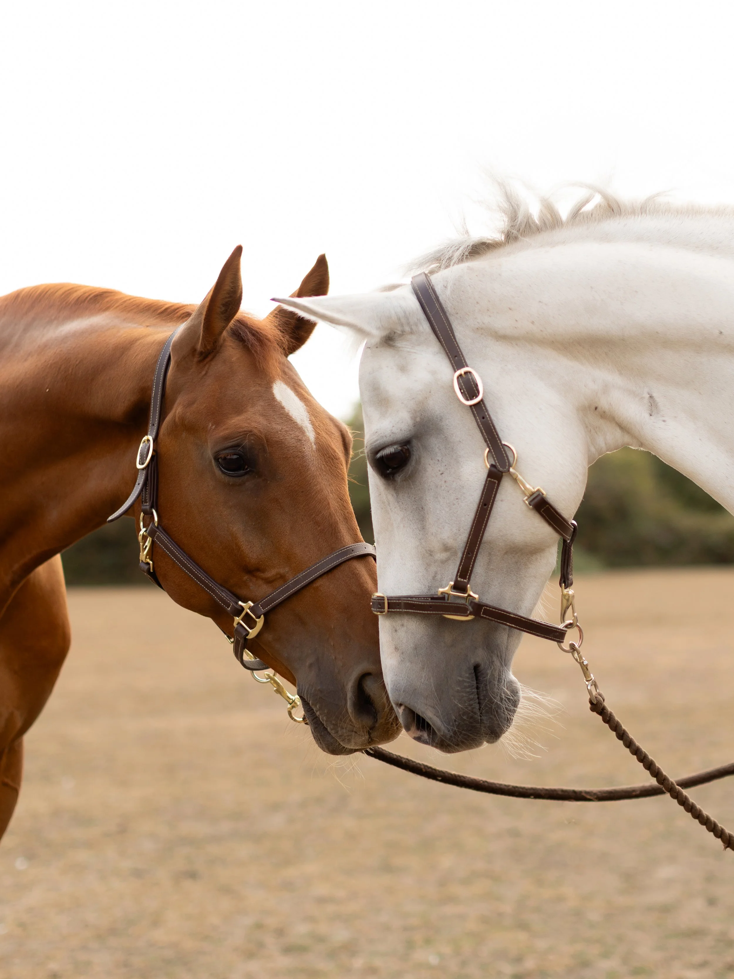 Equine photography in Essex – two horses photographed by Emma Rose Studio