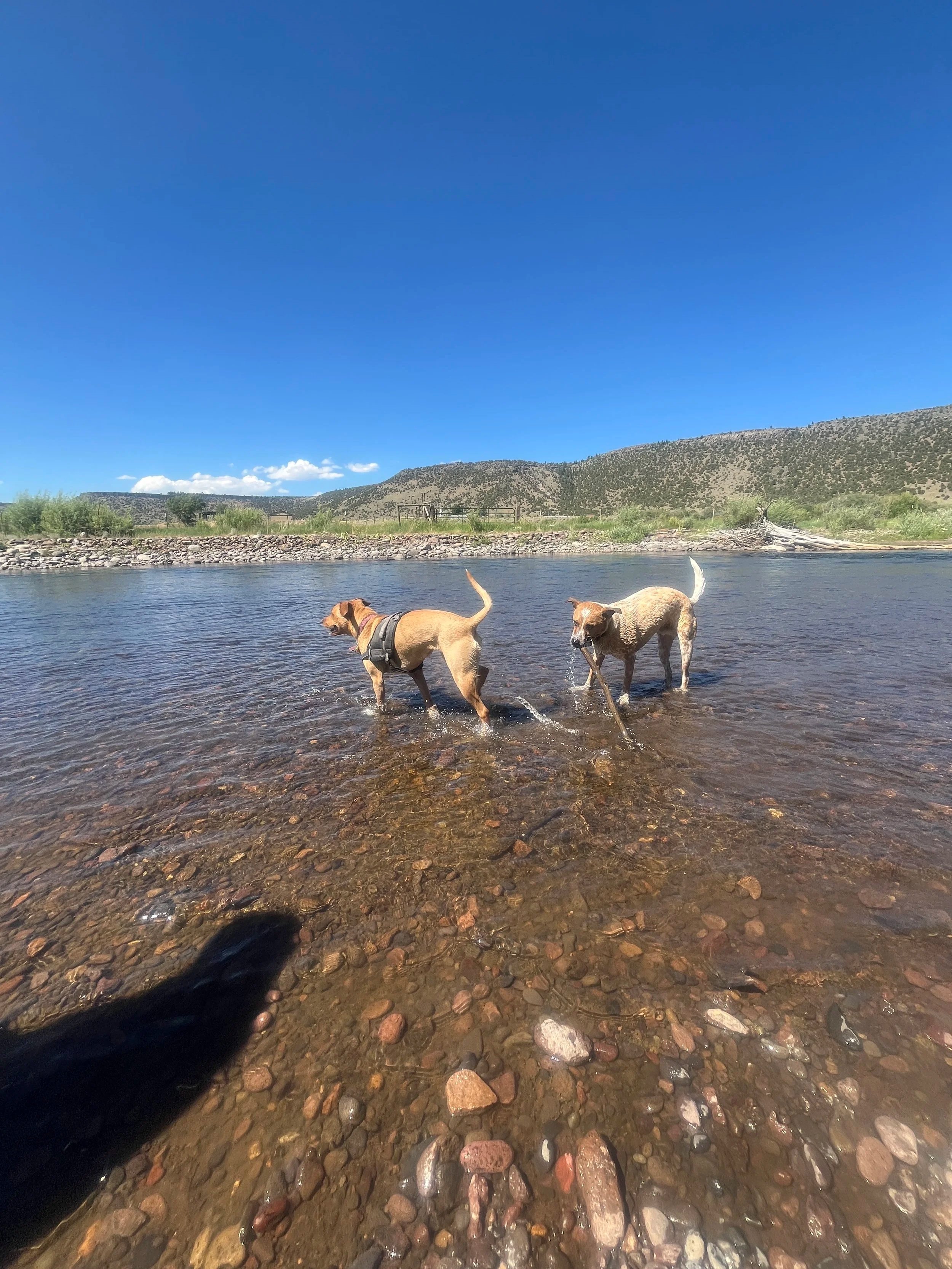 Feeling Overwhelmed After Adoption? Let the 3-3-3 Rule Guide You