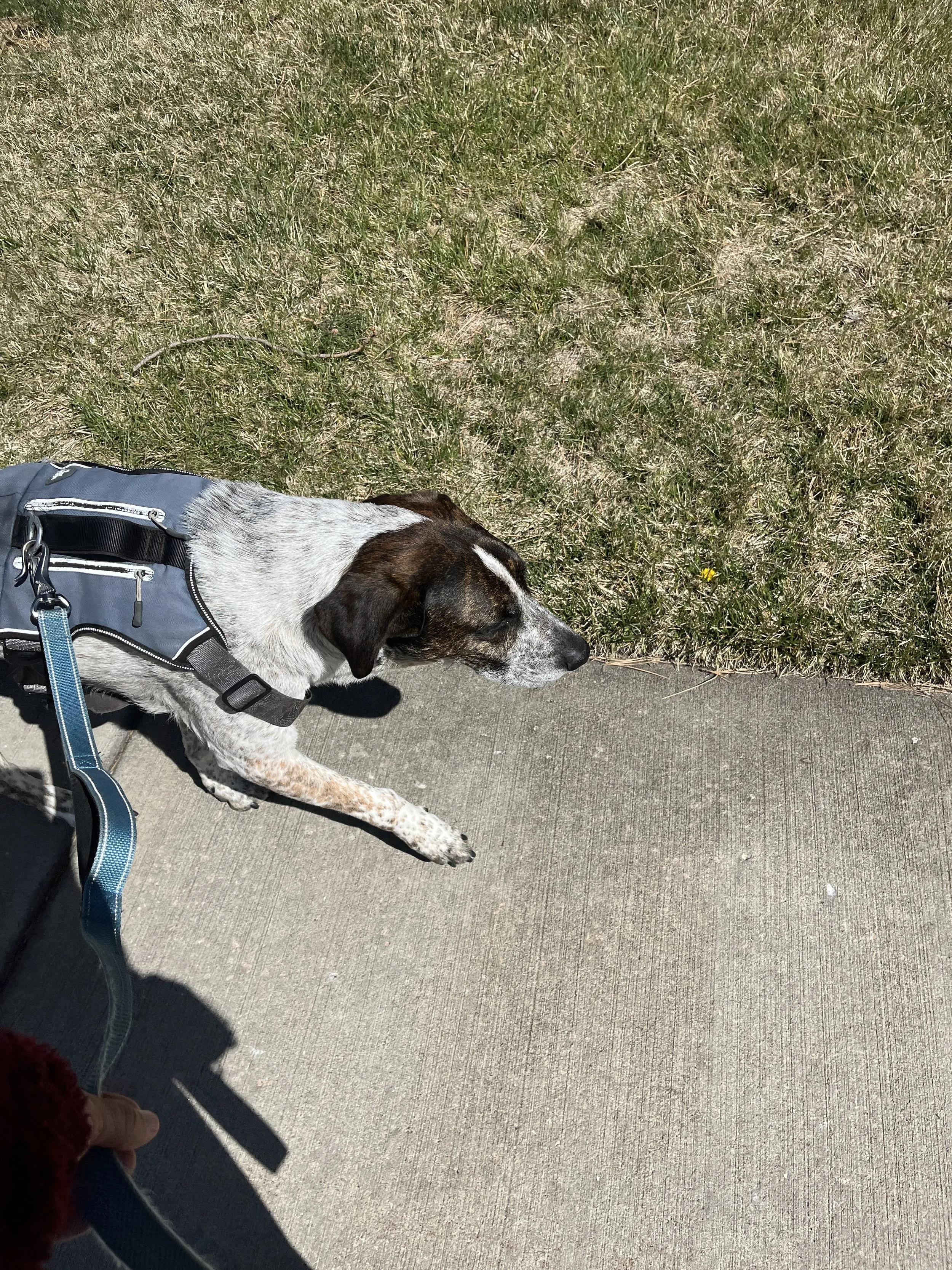 Service, Support, and Second Chances: Community-Based Dog Training Programs