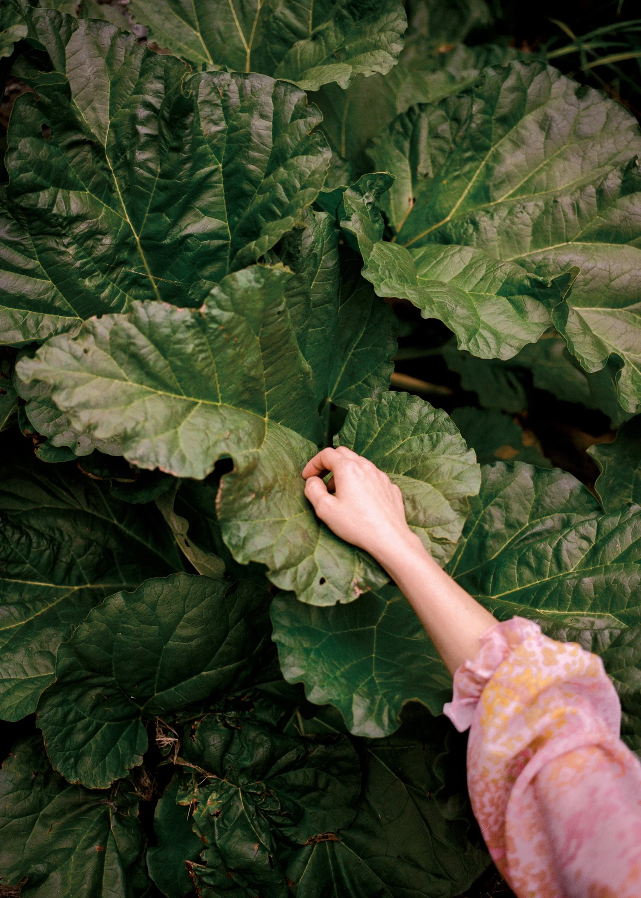 hand-reaching-cabbage 35.jpg